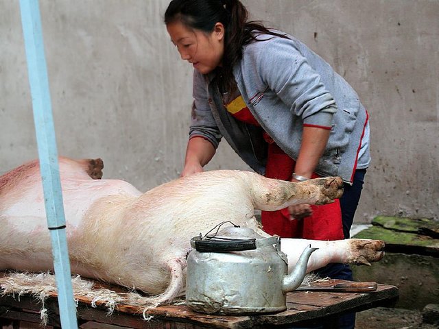 美女宰生猪，传统与现代交融的魅力