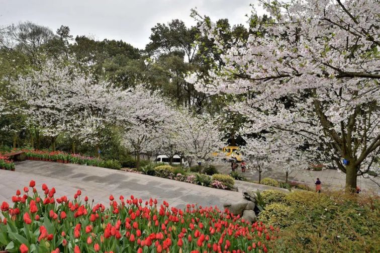 重慶南山植物園深度探訪之旅