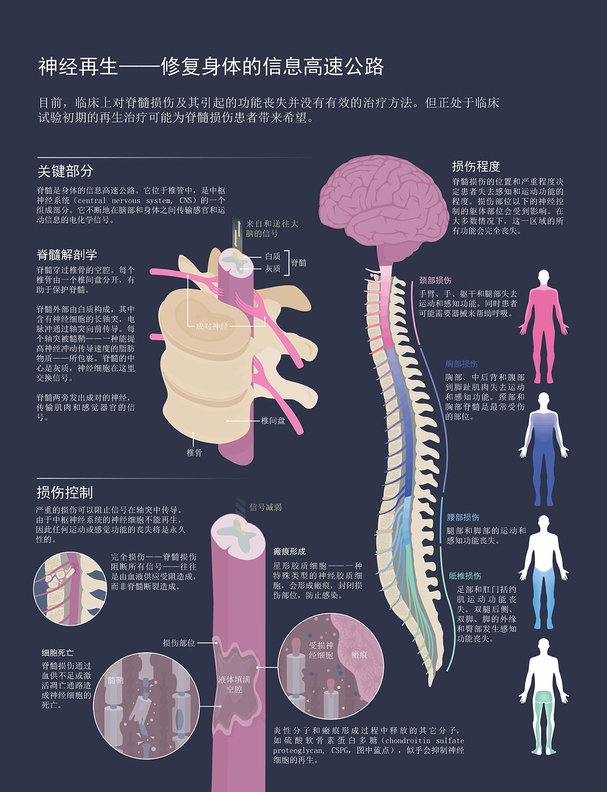 最新脊髓研究進(jìn)展，重塑治療與康復(fù)的希望之光