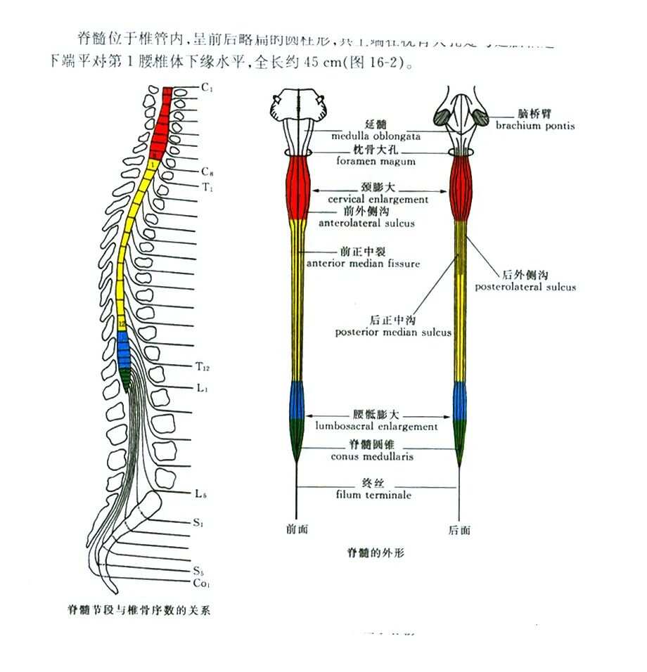 最新脊髓研究進(jìn)展，重塑治療與康復(fù)的希望之光