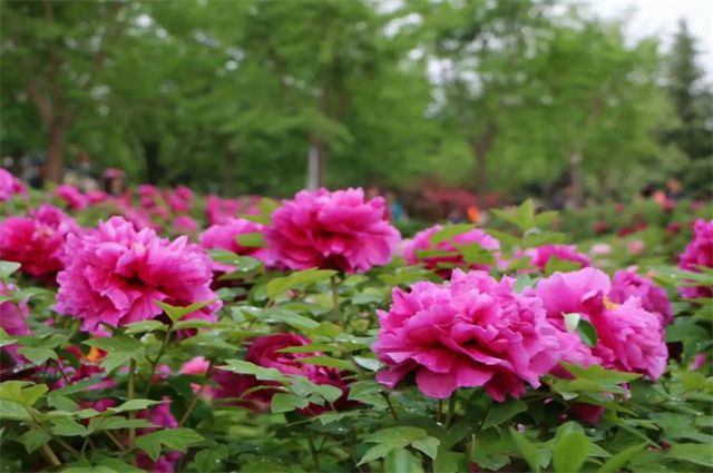 清明鲜花，图片更新与缅怀之情